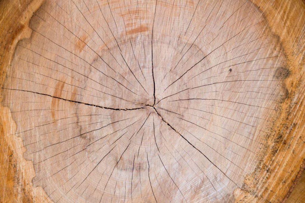 ultimate tree stump grind